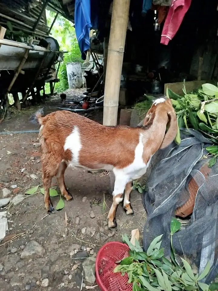 Kambing Indukan + anakan sambi boyolali