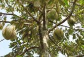 Bibit durian okulasi super genjah
