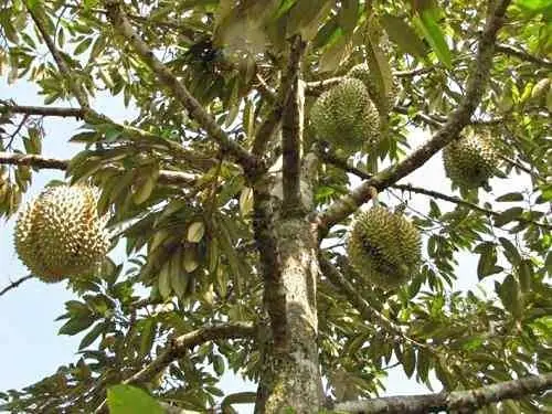 Bibit durian okulasi super genjah