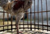 Ayam jantan jawa jago terawat