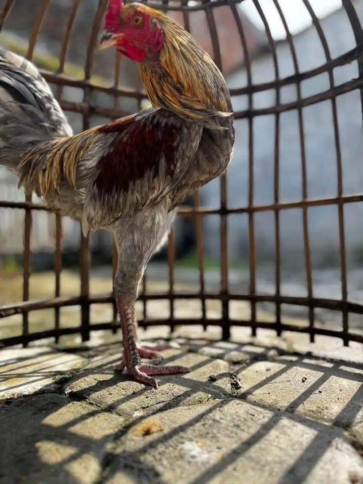 Ayam jantan jawa jago terawat