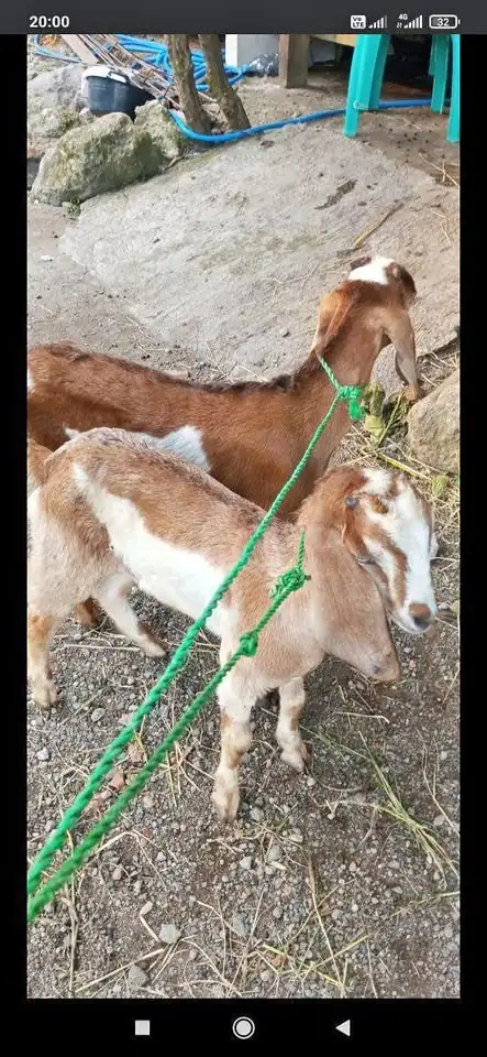 Bibit Kambing Harga Sepasang