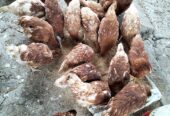 Ready Ayam Petelur Leghoren