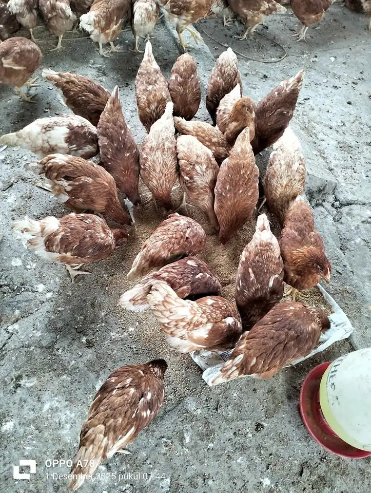 Ready Ayam Petelur Leghoren