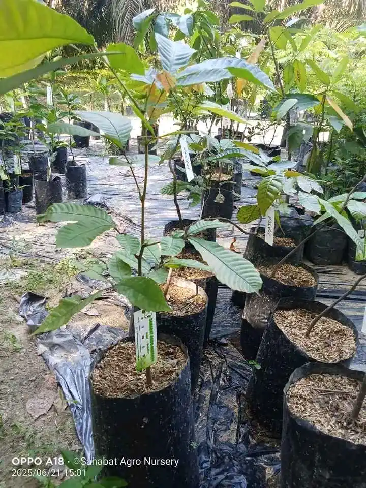 BIBIT MATOA SUPER UNGGUL ✍️ MELAYANI KEBUTUHAN ECER DAN GROSIR
