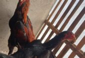Ayam bangkok 4 ekor borongan