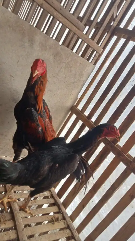 Ayam bangkok 4 ekor borongan
