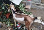 Kambing Indukan + anakan sambi boyolali