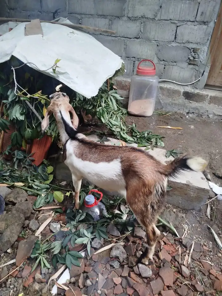 Kambing Indukan + anakan sambi boyolali