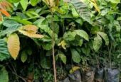 BIBIT MATOA SUPER UNGGUL ✍️ MELAYANI KEBUTUHAN ECER DAN GROSIR