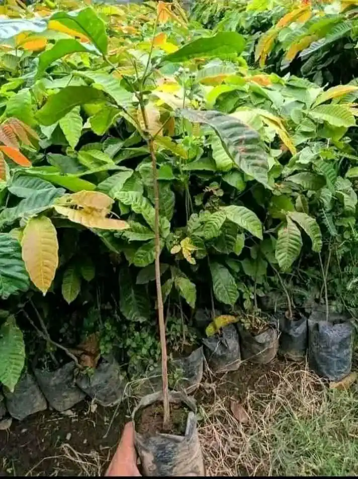 BIBIT MATOA SUPER UNGGUL ✍️ MELAYANI KEBUTUHAN ECER DAN GROSIR