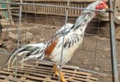 Ayam bangkok Jos sehat mental bagus