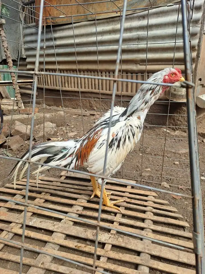 Ayam bangkok Jos sehat mental bagus
