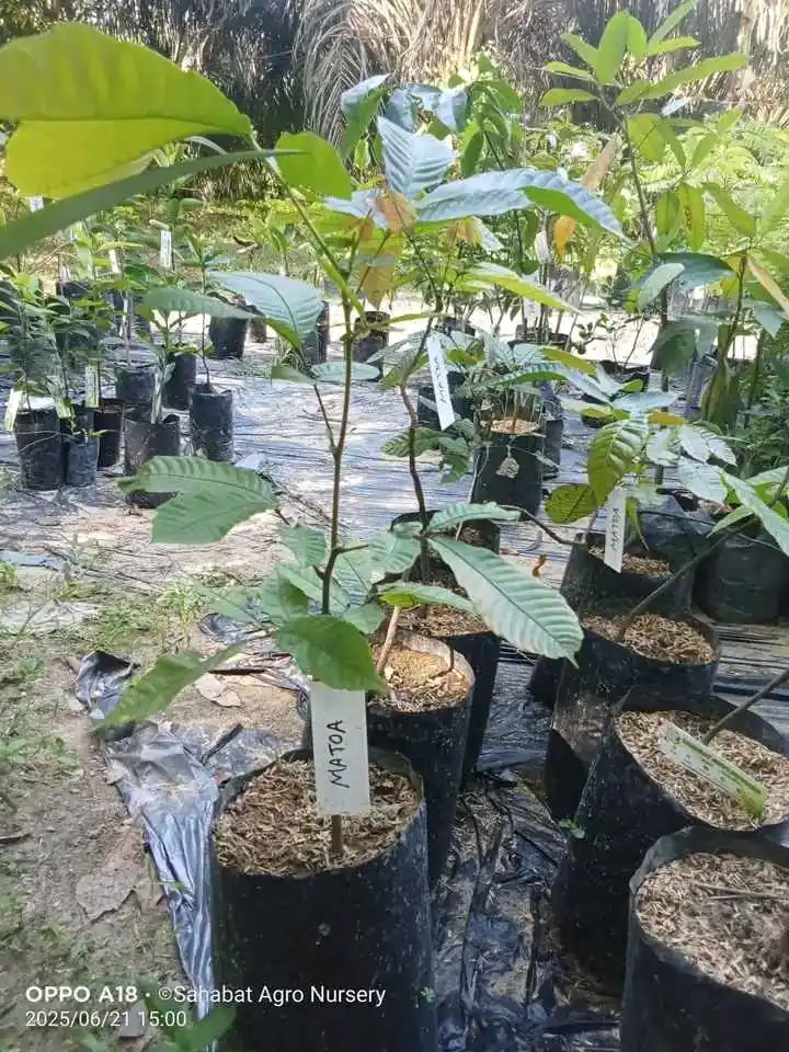 BIBIT MATOA SUPER UNGGUL ✍️ MELAYANI KEBUTUHAN ECER DAN GROSIR