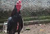 Ayam bangkok mangon nego bensin