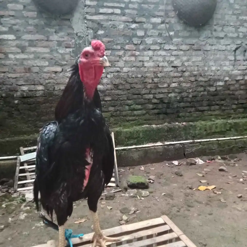 Ayam bangkok mangon nego bensin
