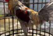 Ayam jantan jawa jago terawat