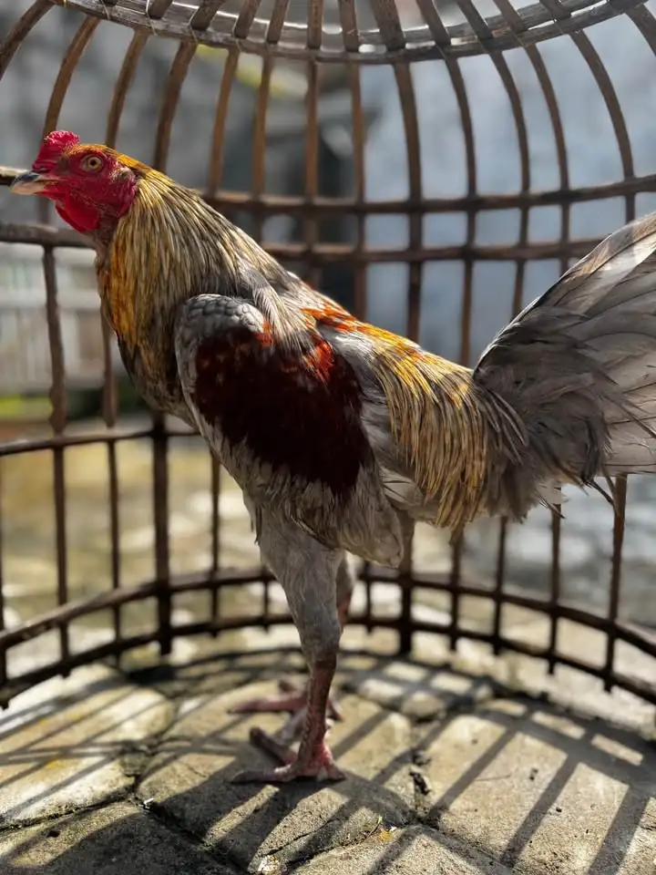 Ayam jantan jawa jago terawat