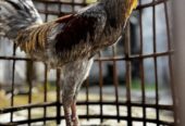 Ayam jantan jawa jago terawat