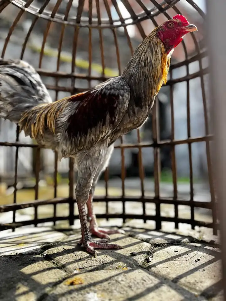 Ayam jantan jawa jago terawat