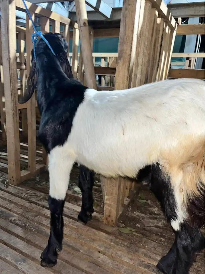 Kambing randu pala hitam