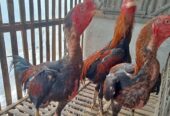 Ayam bangkok 4 ekor borongan