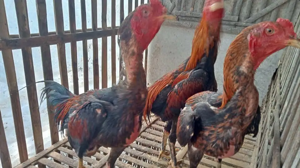 Ayam bangkok 4 ekor borongan