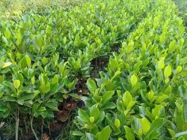 Ready bibit nangka madu okulasi cepat berbuah (COD)