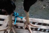Ayam bangkok mangon nego bensin