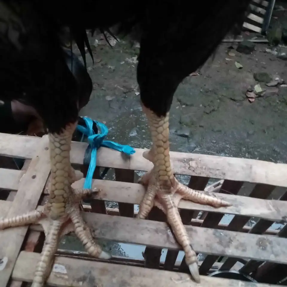 Ayam bangkok mangon nego bensin