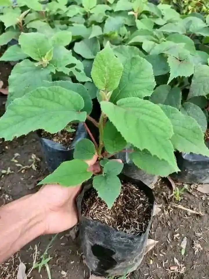 Bibit buah kiwi super manis