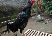 Ayam bangkok mangon nego bensin