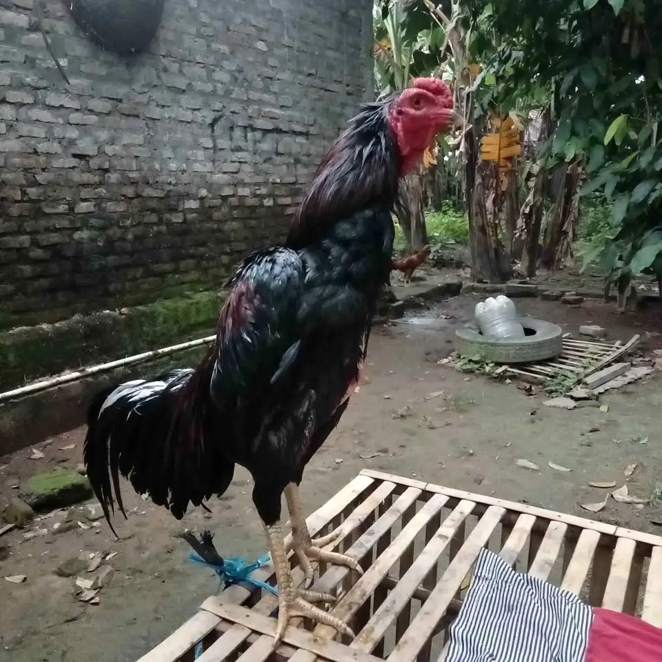 Ayam bangkok mangon nego bensin