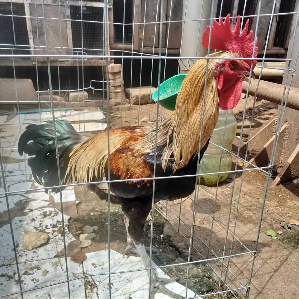 Ayam pelung original warna jalak umur 8 bulan