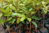 Bibit durian okulasi super genjah