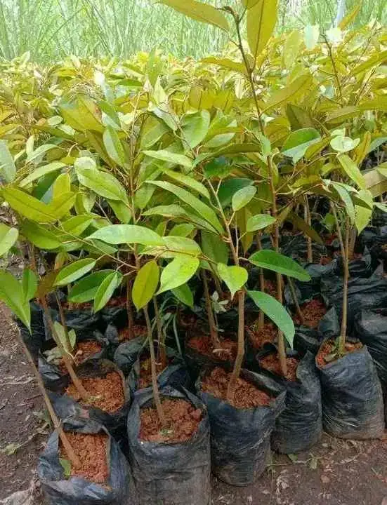Bibit durian okulasi super genjah