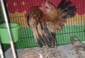 Jago Ayam serama cibinong