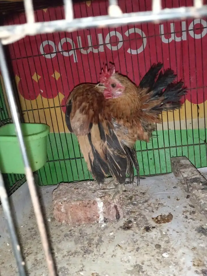 Jago Ayam serama cibinong
