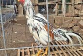 Ayam bangkok Jos sehat mental bagus