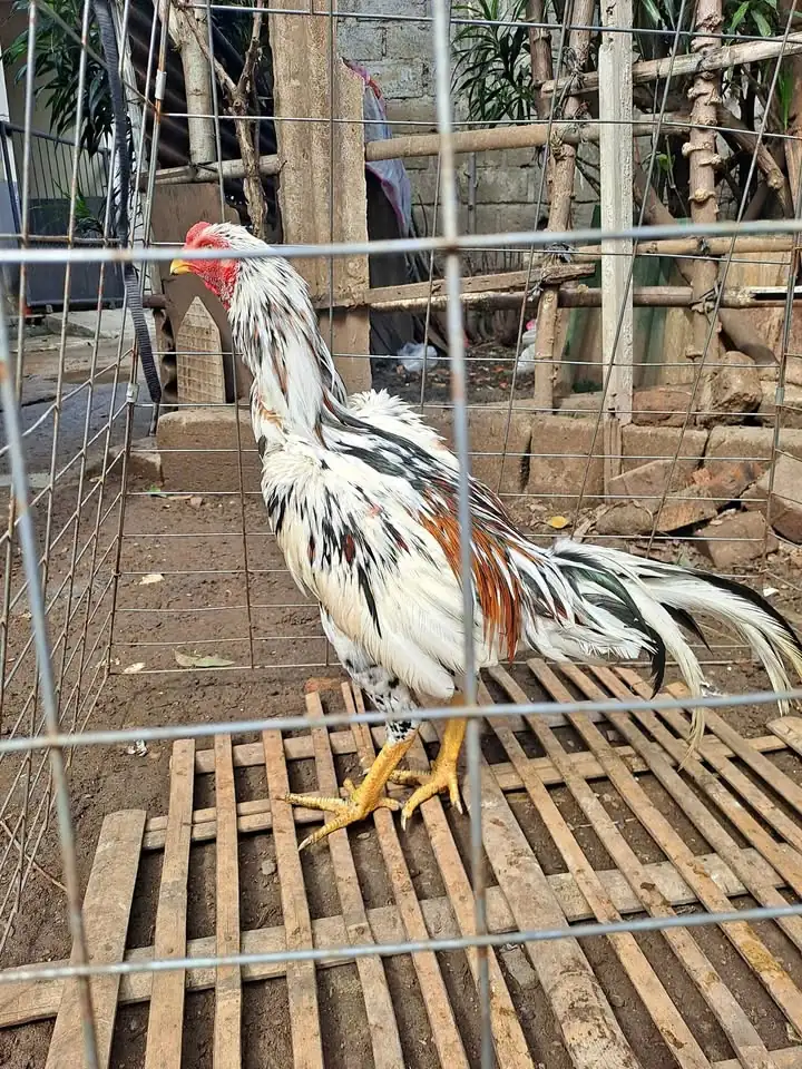 Ayam bangkok Jos sehat mental bagus