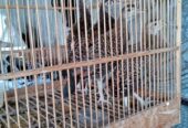 Ayam hutan Hijau sepasang usia 2,5 bulan