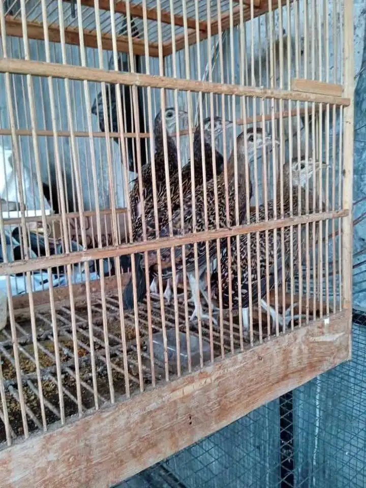Ayam hutan Hijau sepasang usia 2,5 bulan