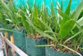 BIBIT KURMA TROPIS BARHEEE USIA 6 BULAN