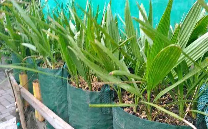 BIBIT KURMA TROPIS BARHEEE USIA 6 BULAN