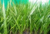 BIBIT KURMA TROPIS BARHEEE USIA 6 BULAN