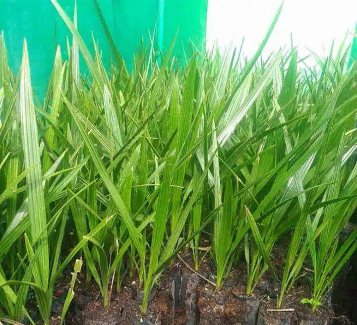 BIBIT KURMA TROPIS BARHEEE USIA 6 BULAN