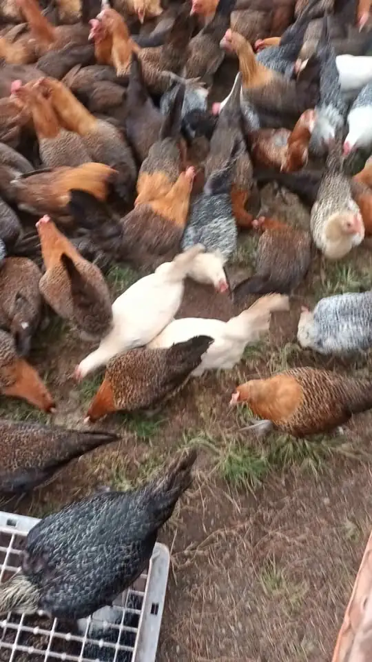 Ready Ayam Arab Lokasi Tajurhalang