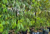 Musangking 3 meter siap berbuah batang besar