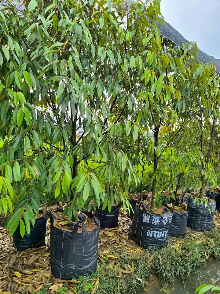Musangking 3 meter siap berbuah batang besar