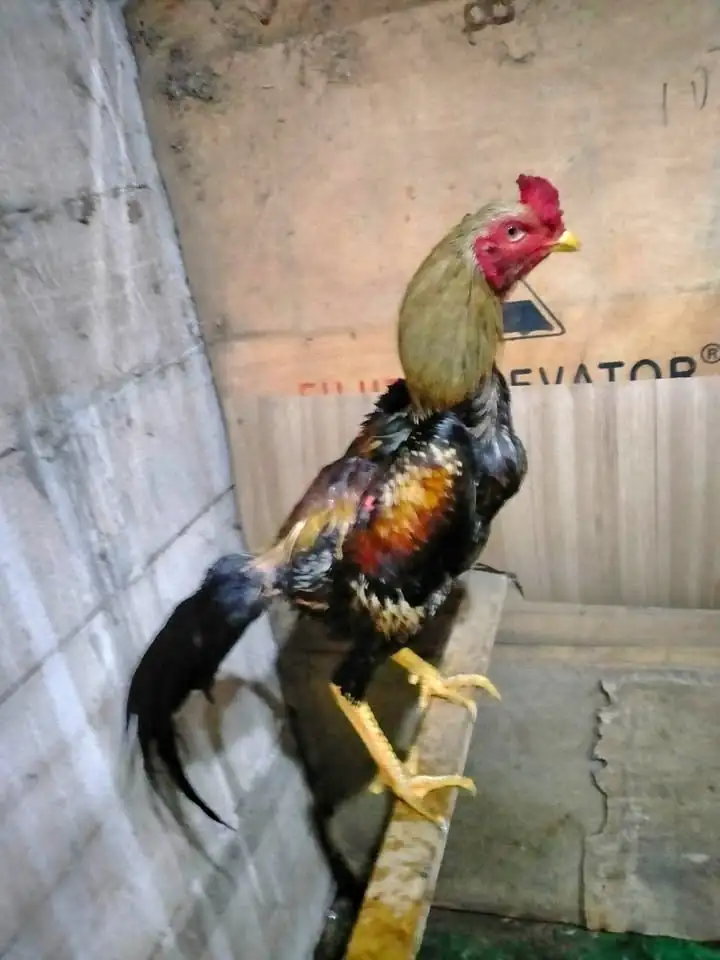 Ayam bangkok muda